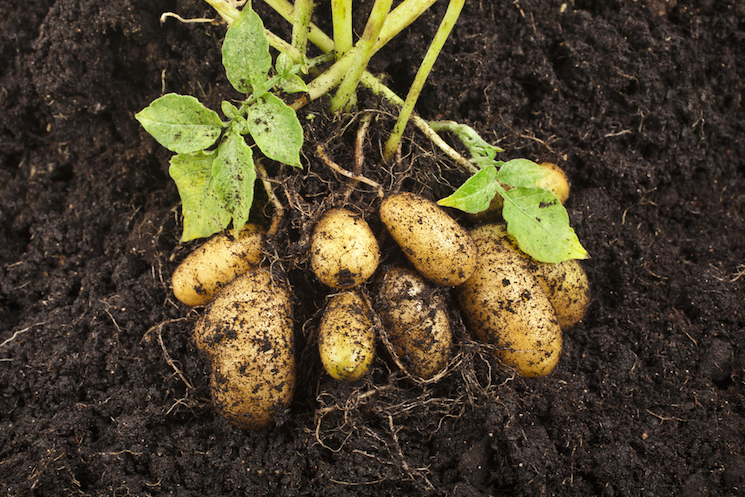 vegetables to plant