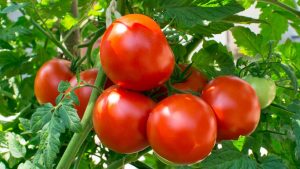 Rising Costs of Vegetables tomatoes