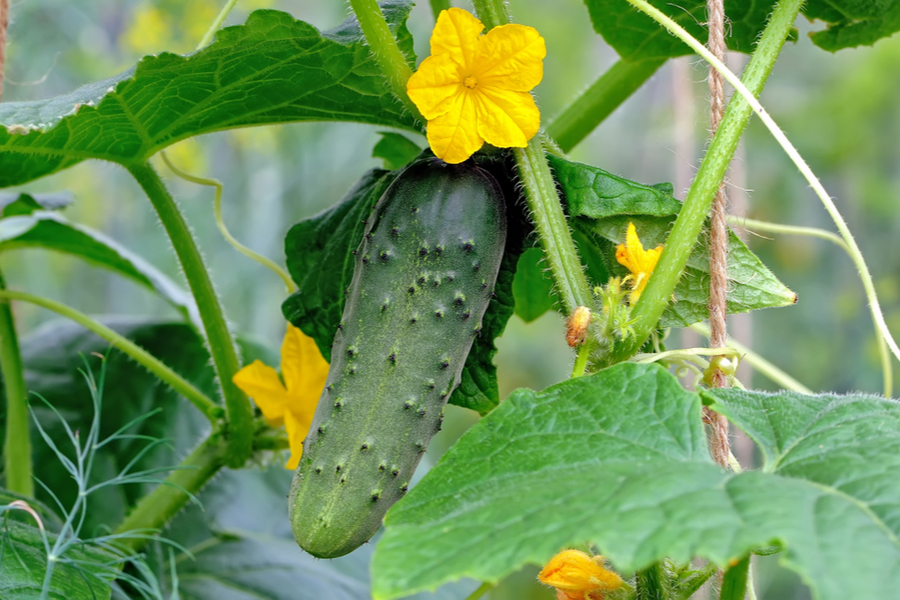 cucumbers